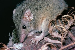 Antechinus